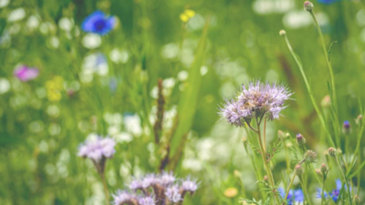 Quelle valeur accorder à la biodiversité ?